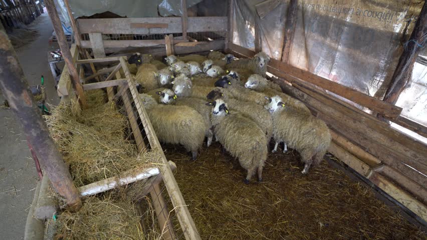 sheep in the barn during the cold season, winter. detail. sheep on an organic farm. 4k video.