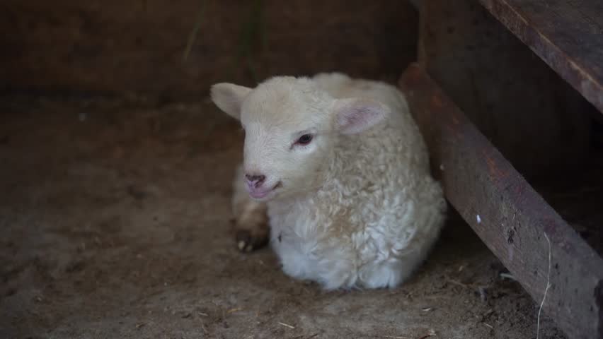 sheep in the barn during the cold season, winter. detail. sheep on an organic farm. 4k video.