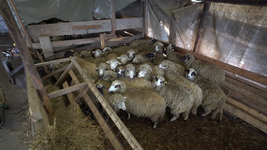 sheep in the barn during the cold season, winter. detail. sheep on an organic farm. 4k video.