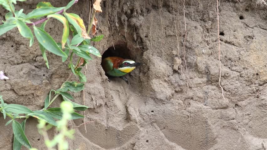European bee-eater, merops apiaster. The bird sits at the entrance to the nest, looks around, flies away