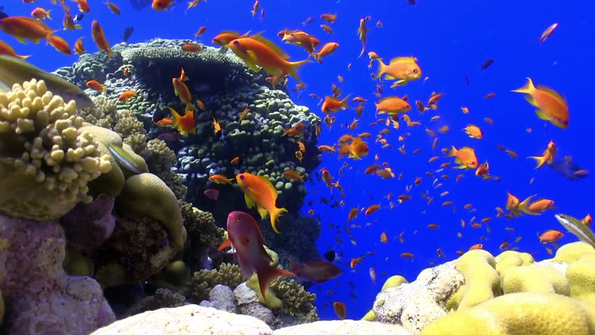 Colorful Fish on Vibrant Coral Reef, static scene, Red sea
