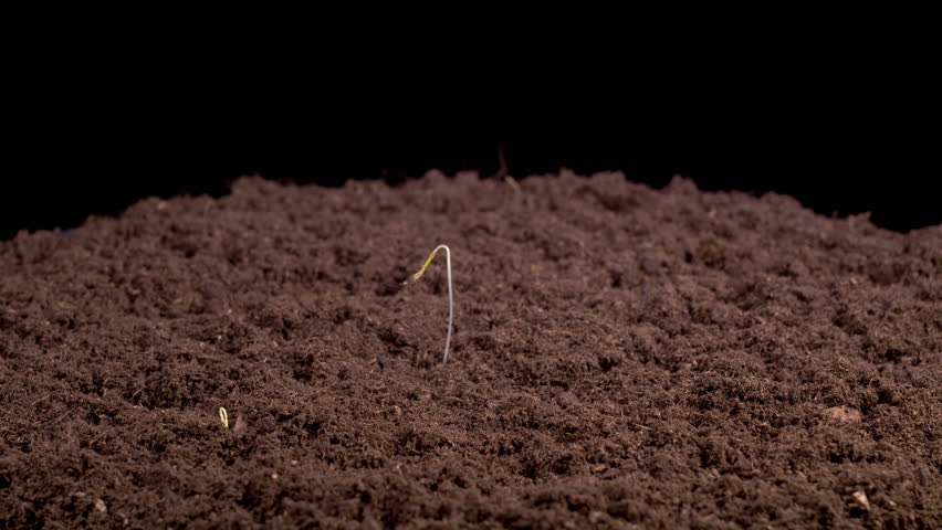 Beautiful Time Lapse of Growth Fennel Plants Against a Black Background. 4K.
