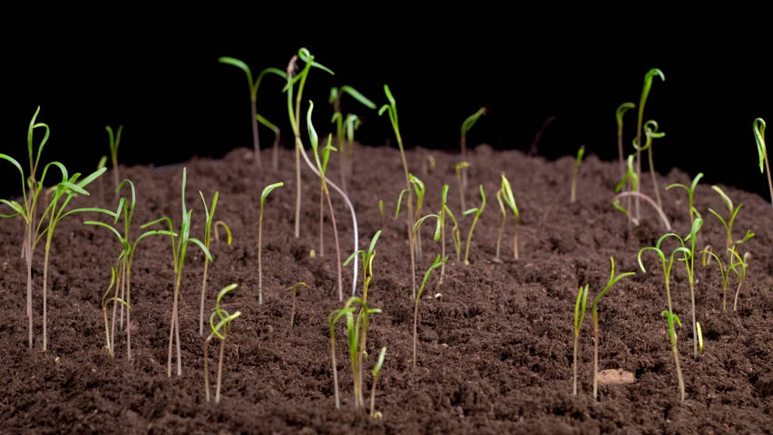 Beautiful Time Lapse of Growth Fennel Plants Against a Black Background. 4K.