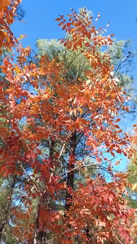 In autumn, the leaves of the trees have turned red.