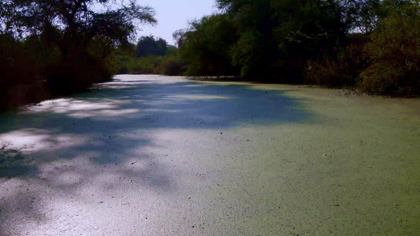 The tranquil, sun-drenched waterway is covered in vibrant green duckweed and algae, framed by dense shadowy thickets with trees reflecting afternoon light in Keoladeo National Park , Bharatpur.
