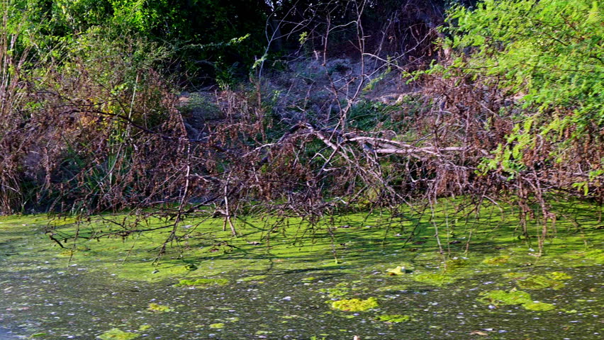 The vibrant, sunlit wetland scene features a clear blue pool with green duckweed, bordered by tall golden-brown marsh grasses and dense tangled thickets under a clear sky in Keoladeo National Park , Bharatpur.