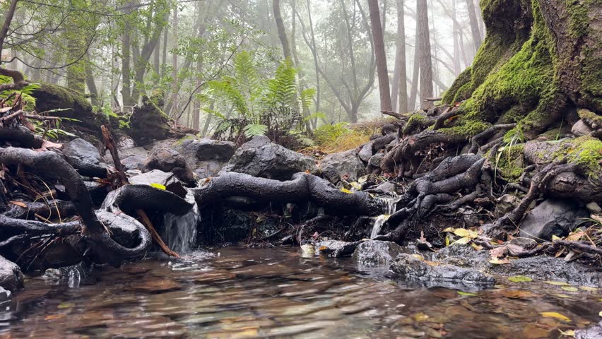 Clear water flows gently over exposed tree roots in a small forest stream, with ferns and a moss-covered tree trunk in the background, creating a calm natural scene