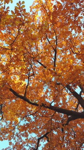 Seamless loop rotating vibrant view of autumn leaves with shades of orange and yellow against a clear blue sky