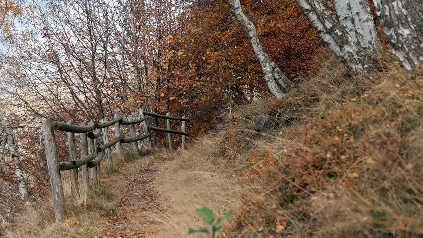 Dirt mountain trail with wooden fence passing autumn trees in alpine countryside.