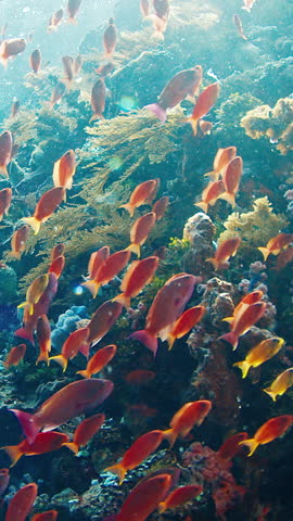 Underwater view of the vivid and healthy coral reef near the Alor island in Indonesia