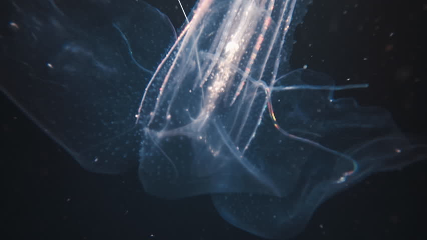 Ctenophora swims underwater in the night sea and shines with bioluminescence