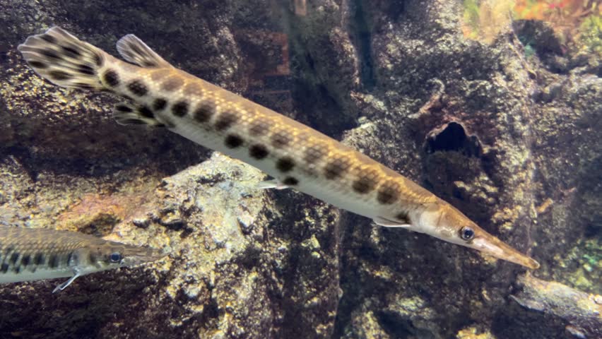 Spotted gar fish swimming in a freshwater aquarium with rocky background. Lepisosteus oculatus underwater close up view