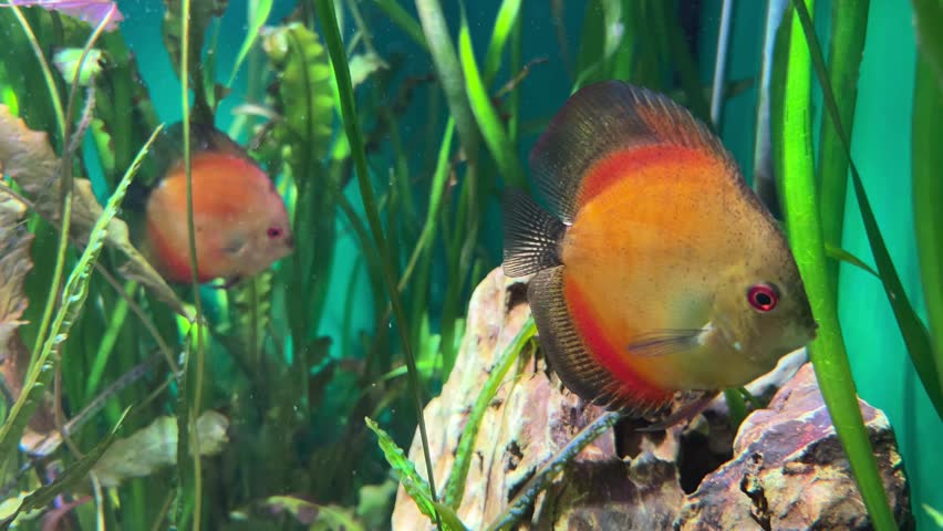 Two vibrant Discus fish among green seaweeds in a freshwater tank. Symphysodon aquarium pets swimming together