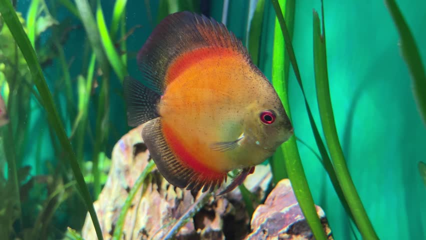 Colorful orange Discus fish swimming in a lushly planted aquarium. Symphysodon tropical freshwater fish underwater