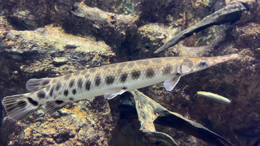 Spotted gar fish swimming in a freshwater aquarium with rocky background. Lepisosteus oculatus underwater close up view