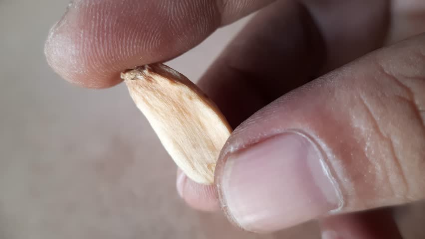 Macro photo showing the detailed texture of a small plant seed being held by two human fingertips.