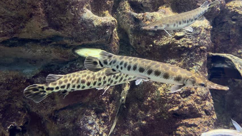 Spotted gar fish swimming in a freshwater aquarium with rocky background. Lepisosteus oculatus underwater close up view