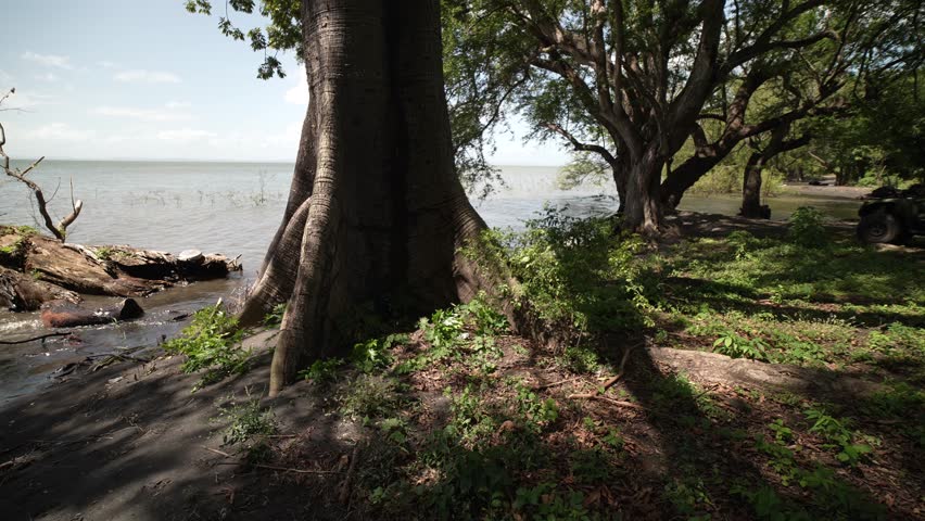 Enjoy views of trees by the lakeshore on Ometepe Island in Nicaragua as water glistens under the sun during midday.