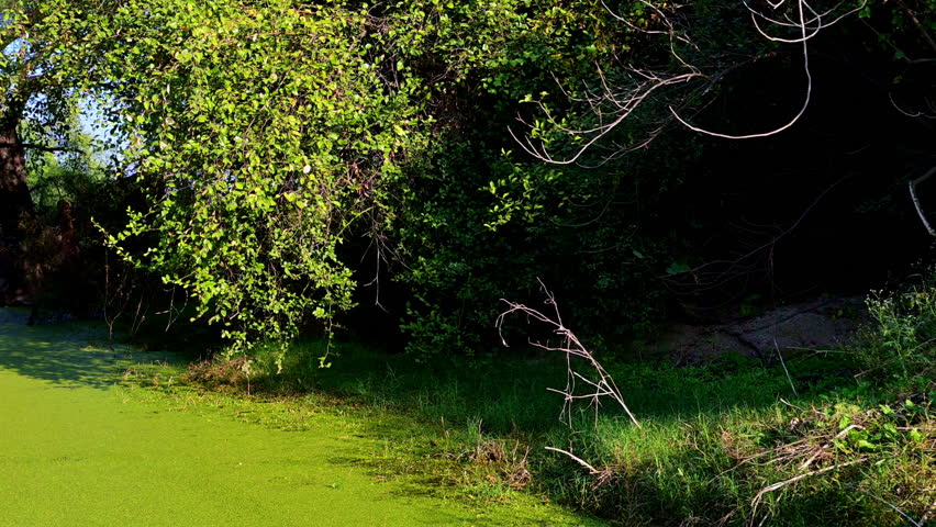 A serene landscape at Keoladeo Bird Sanctuary shows a sun-dappled, mossy green pond bordered by a dirt bank with lush green trees and dense foliage at Bharatpur.
