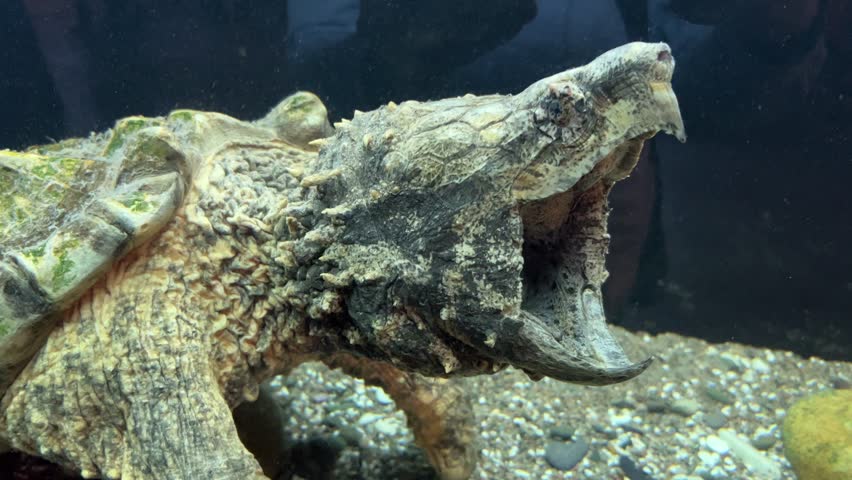 Alligator snapping turtle opening its large beak wide underwater in a freshwater tank