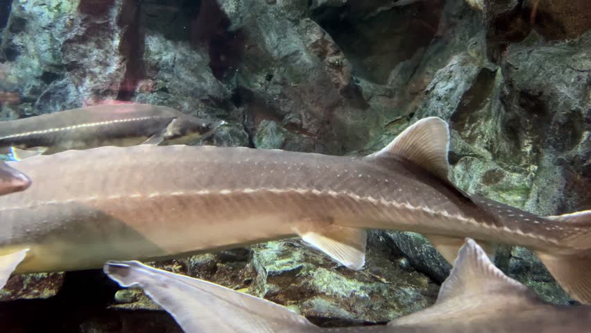 Alligator snapping turtle opening its large beak wide underwater in a freshwater tank