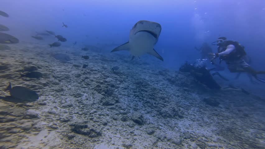 Large tiger shark swimming above divers