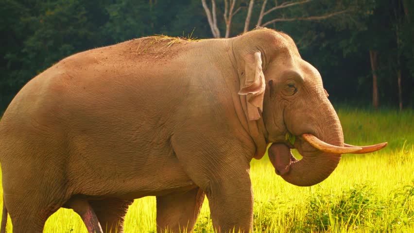 Wild elephant in its natural habitat, showcasing strength, intelligence, and peaceful behavior in an open landscape, ideal for wildlife, conservation, and nature themes.