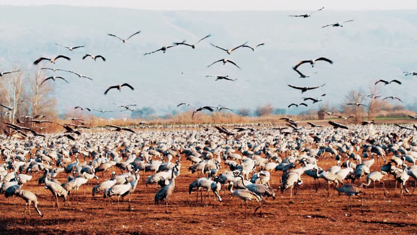 A massive flock of birds flying together, forming stunning aerial patterns, showcasing migration, natural behavior, and the beauty of avian wildlife in motion.