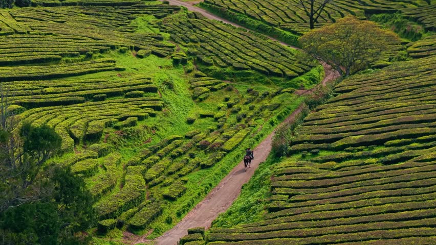 Aerial view of a horse rider moving through the plantations of the Gorreana Tea Factory, the only tea plantation in Europe, located on Sao Miguel island in Azores Portugal.