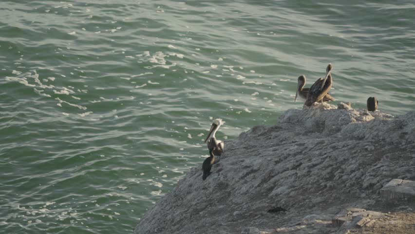 pelican spreads its wings and takes flight from a rocky California cliffside