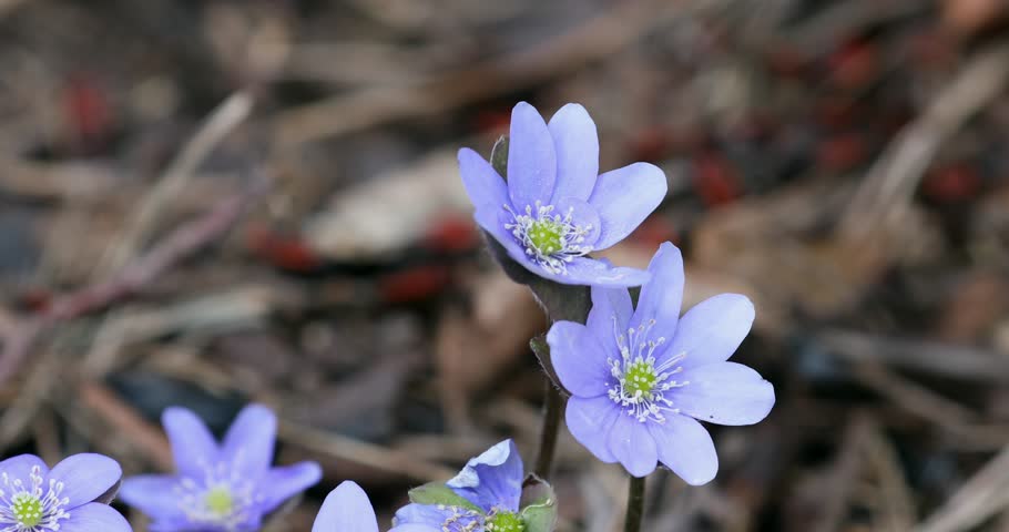 Blooming Blue Hepatica Flower in Wild Nature. Spring Time. Hepatica Nobilis. Beautiful Nature Scene