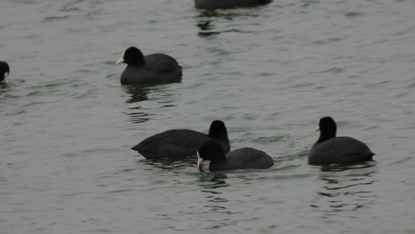 Eurasian coot (Fulica atra) swimming in a lake