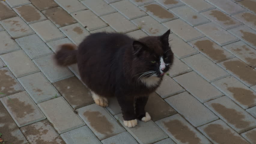 Cute feline closeup, Vivid portrait of curious brown cat with raised paw in lively outdoor environment
