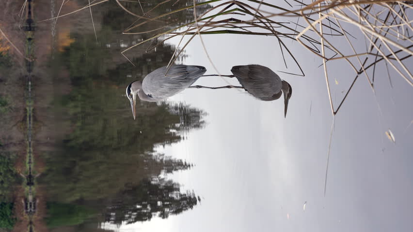 Heron Hunting Pond Shoreline vertical video 4K UHD.A Great Blue Heron hunting along the shoreline of a still pond. Vertical video. 4K, UHD.
