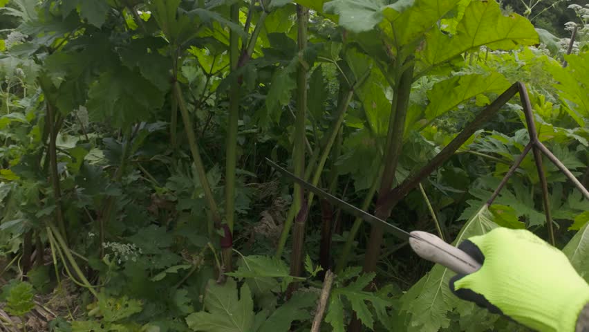 worker cuts off a dangerous weed, the hogweed (Latin: Heracleum), with a machete. It grows to enormous sizes, and its sap is poisonous and causes terrible burns.