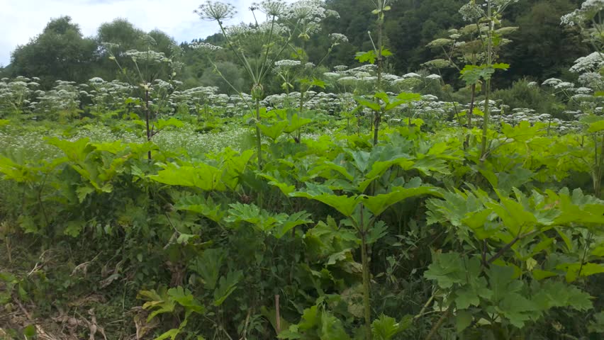 worker cuts off a dangerous weed, the hogweed (Latin: Heracleum), with a machete. It grows to enormous sizes, and its sap is poisonous and causes terrible burns.
