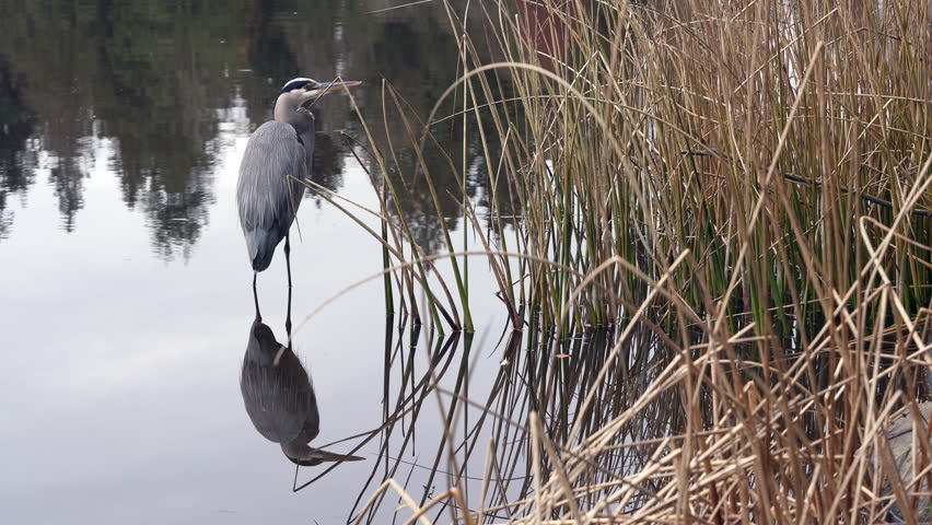 Heron Hunting Pond Shoreline 4K UHD.A Great Blue Heron hunting along the shoreline of a still pond. 4K, UHD.
