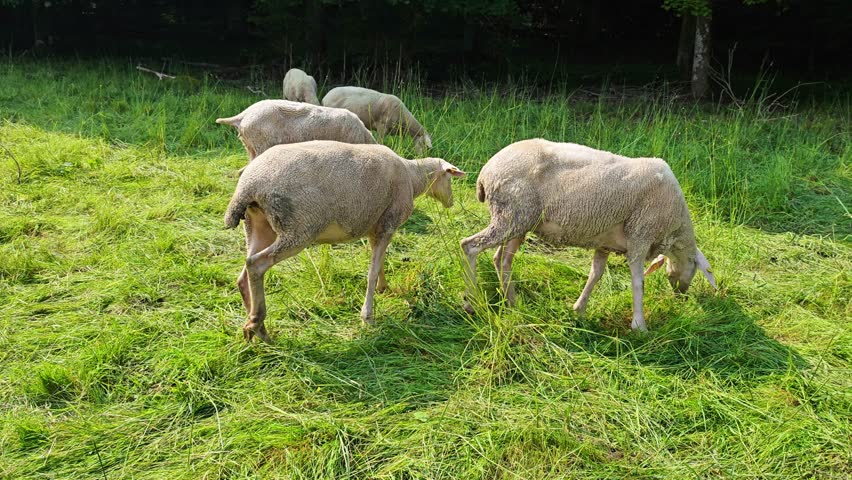 sheep flock on a green meadow with trees.Animal husbandry. Farm animals. 4k footage
