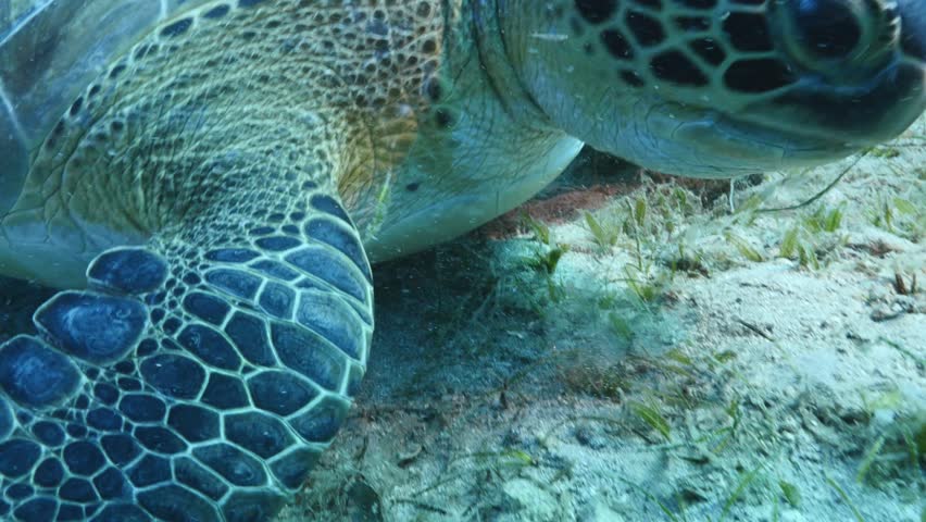 turtle swimming  underwater. green sea turtle (Chelonia mydas) swimming and feeding ocean grass scenery  with animal eating