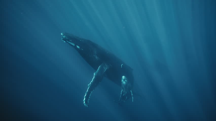 Humpback glides beneath bright surface rays, gentle fin strokes guiding it through clear blue water