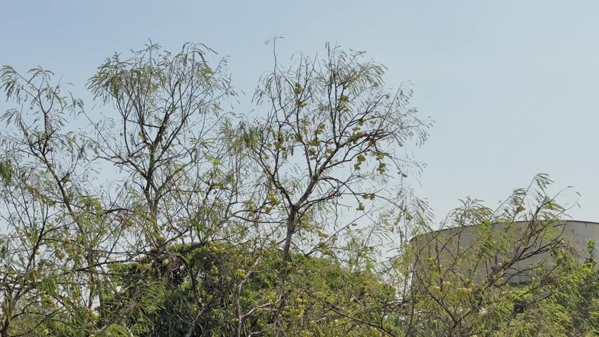 A distant view of an amla tree filled with small yellow fruits and delicate feathery leaves, gently swaying under clear daylight against an open sky in a wide landscape.