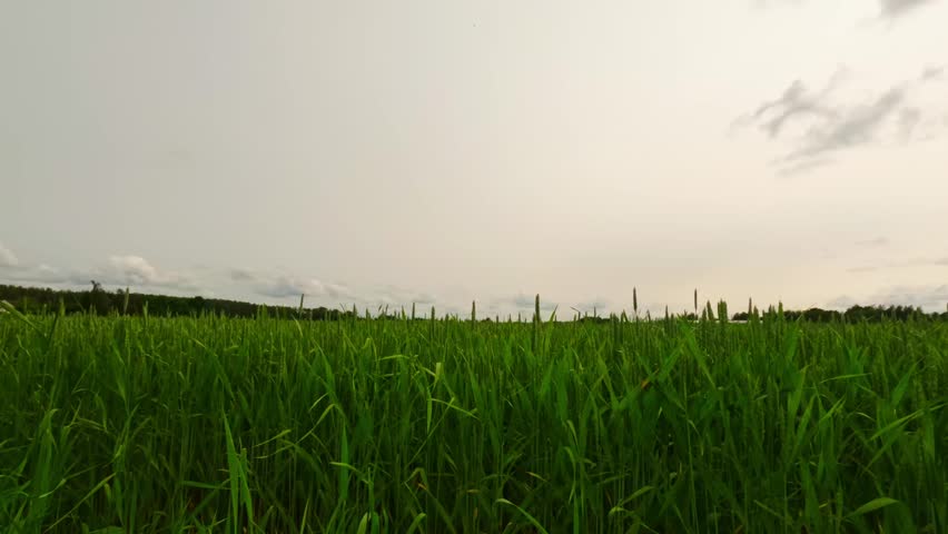 Timelapse of tall summer grass swaying under a hazy sky, capturing a warm rural atmosphere and the slow, natural rhythm of open countryside landscapes.