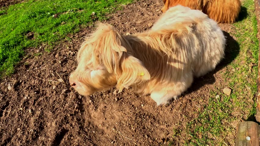 Light-colored Highland calf rests on sunlit ground in a rural farm pen, its long shaggy coat and calm posture creating a peaceful countryside livestock moment.