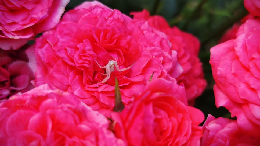A flower crab spider (Misumena vatia) lurks on the petals of a pink double garden rose (Rosa hybrida), blending perfectly with the flower while waiting for its prey, cinematic close-up 4K