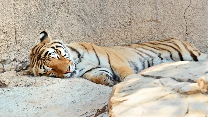 An Amur tiger sleeping on the ground at Terra Natura Zoo in Benidorm, Spain, showcasing wildlife behavior and majestic big cat resting.
