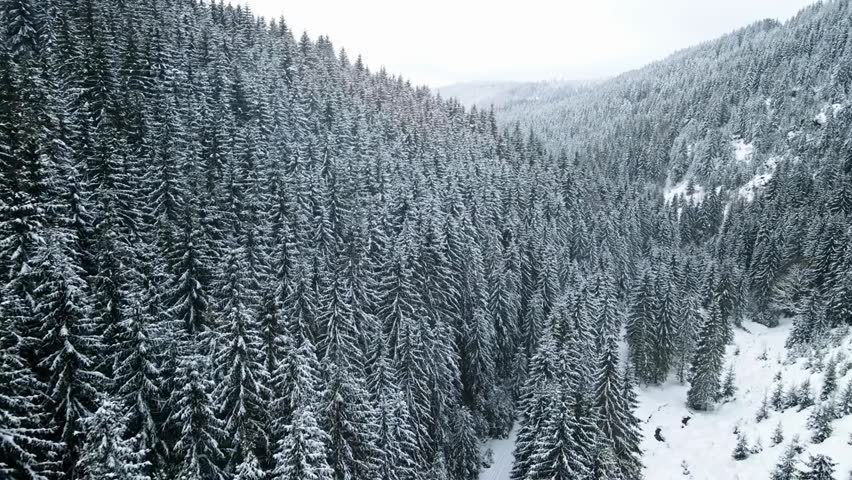Aerial drone view of the Winter Carpathians in Romania, with snow-covered hills and peaks, dense forests, and low clouds creating a serene winter landscape.