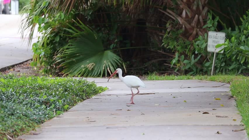 An American White Ibis walking along the sidewalk in Naples, Florida near the Gulf Coast