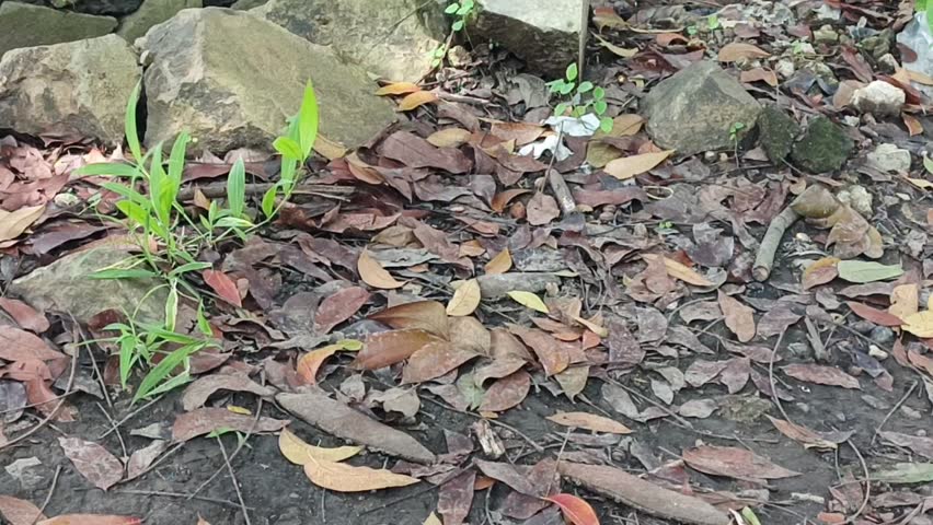 Close-up of dry autumn leaves scattered on the ground with small green plants and rocks