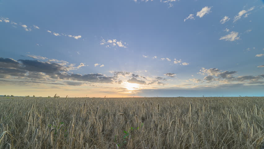 Witness the Stunning Sunrise Over Vast wheat Fields Today, showcasing natures beauty and agriculture