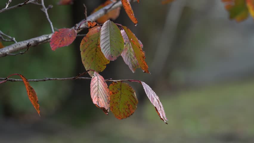 Winter Has Arrived: The Leaves are falling